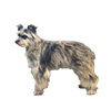 Pyrenean Shepherd